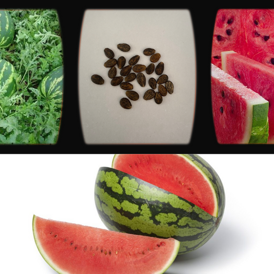 Watermelon 'Crimson Sweet-Warpaint'-FRUIT-Base Chakra-seeds The Chakra Garden