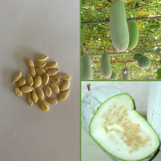 Wax Gourd 'Winter Melon' F1-EDIBLES-THERAPEUTIC & HERBAL-25 seeds The Chakra Garden