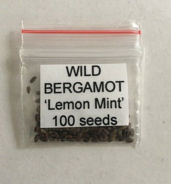Wild Bergamot 'Monarda Citriodora'-HERBS-100 Seeds - Solar Plexus Chakra The Chakra Garden