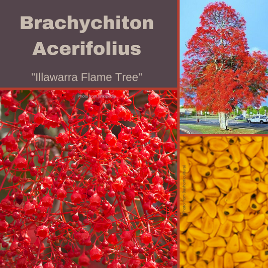 Brachychiton Acerifolius "Illawarra FlameTree" Seeds The Chakra Garden