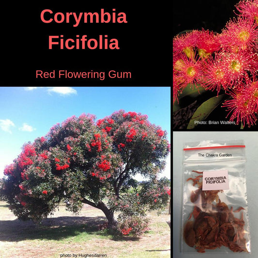 Corymbia Ficifolia "Red Flowering Gum" - (seeds and husk)-seeds The Chakra Garden