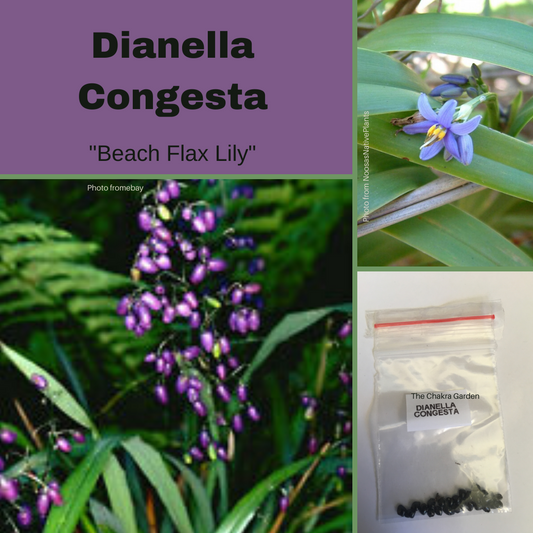 Dianella Congesta "Beach Flax Lily"-EDIBLES-seeds The Chakra Garden