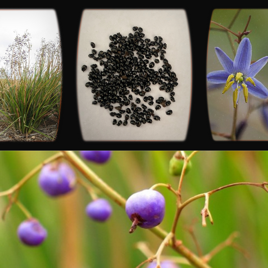 Dianella Longifolia "Pale Flax Lily" -seeds The Chakra Garden