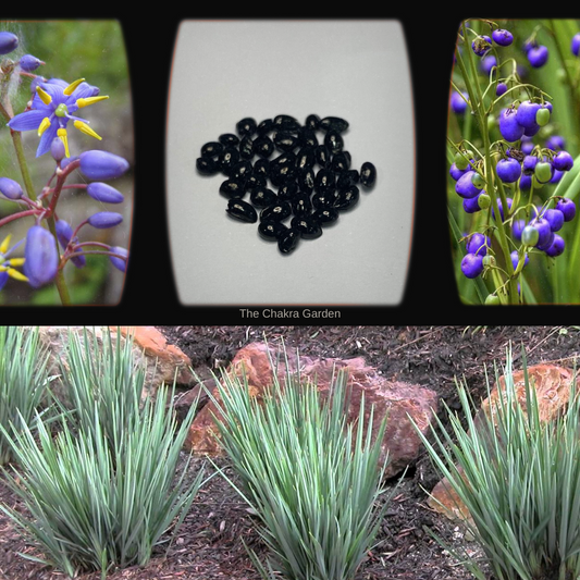 Dianella Revoluta "Blue Flax-lily" - BUSH TUCKA - Seeds The Chakra Garden