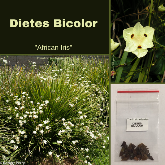 Dietes Bicolor "African Iris"-Seeds The Chakra Garden