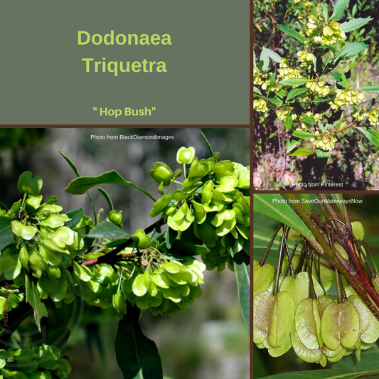 Dodonaea Triquetra "H0p Bush"-seeds The Chakra Garden