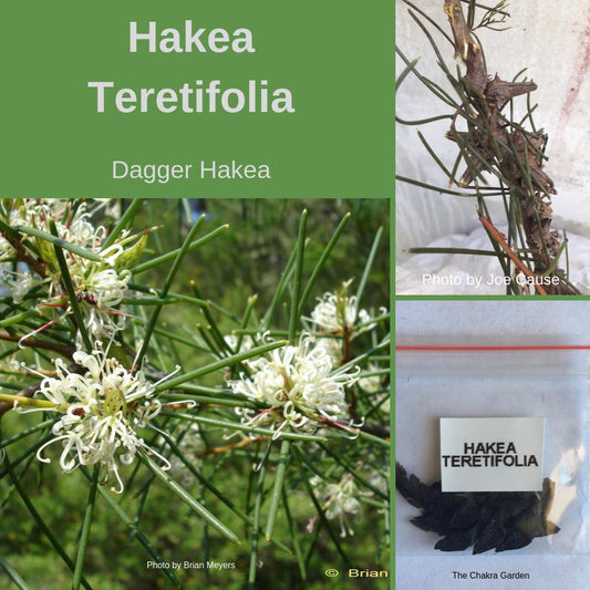 Hakea Teretifolia sp. teretifolia "Dagger Hakea" Seeds The Chakra Garden