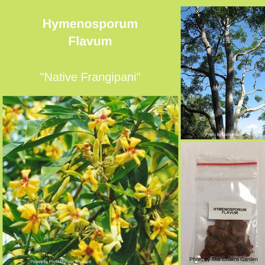 Hymenosporum Flavum, "Native Frangipani" Seeds The Chakra Garden