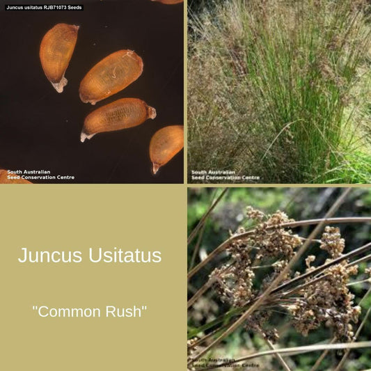 Juncus Usitatus "Common Rush"-Seeds The Chakra Garden