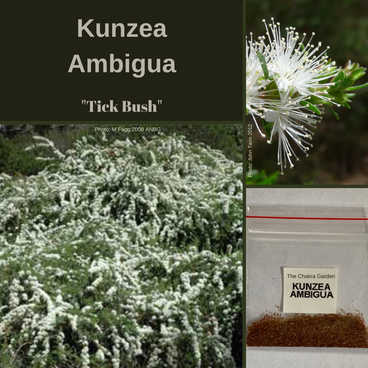 Kunzea Ambigua-"Tick Bush"-BUSH TUCKA-seeds The Chakra Garden
