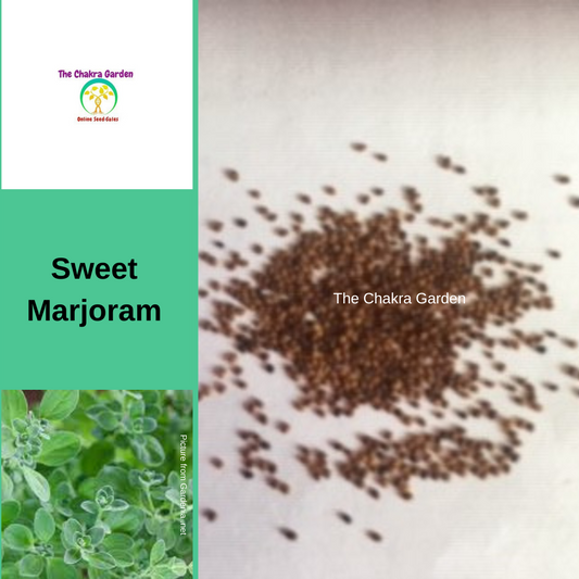 Marjoram "Sweet" - 500 seeds-HERBS-Crown Chakra The Chakra Garden
