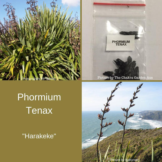 Phormium Tenax "Harakeke" Seeds The Chakra Garden