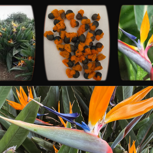 Strelitzia Reginae-"Bird Of Paradise"-FLOWER seeds-seeds The Chakra Garden