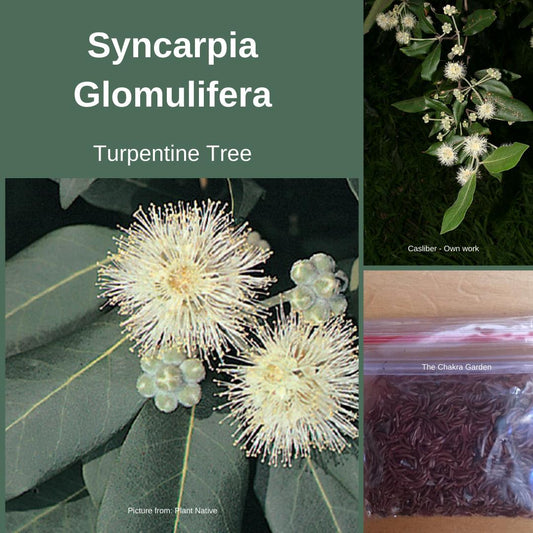 Syncarpia Glomulifera Seeds "Turpentine Tree" The Chakra Garden