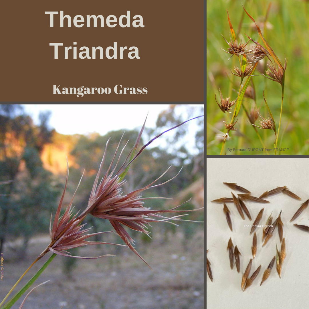 Themeda Triandra "Kangaroo Grass" Seeds-EDIBLES-pure seed The Chakra Garden