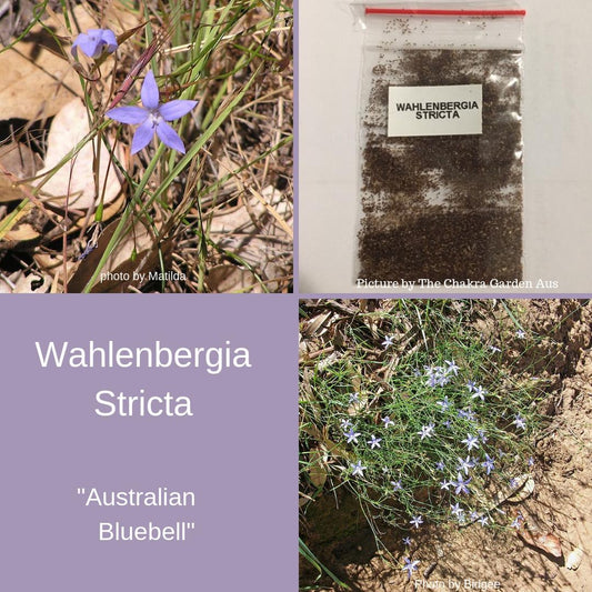 Wahlenbergia Stricta "Australian Bluebell" Seeds The Chakra Garden