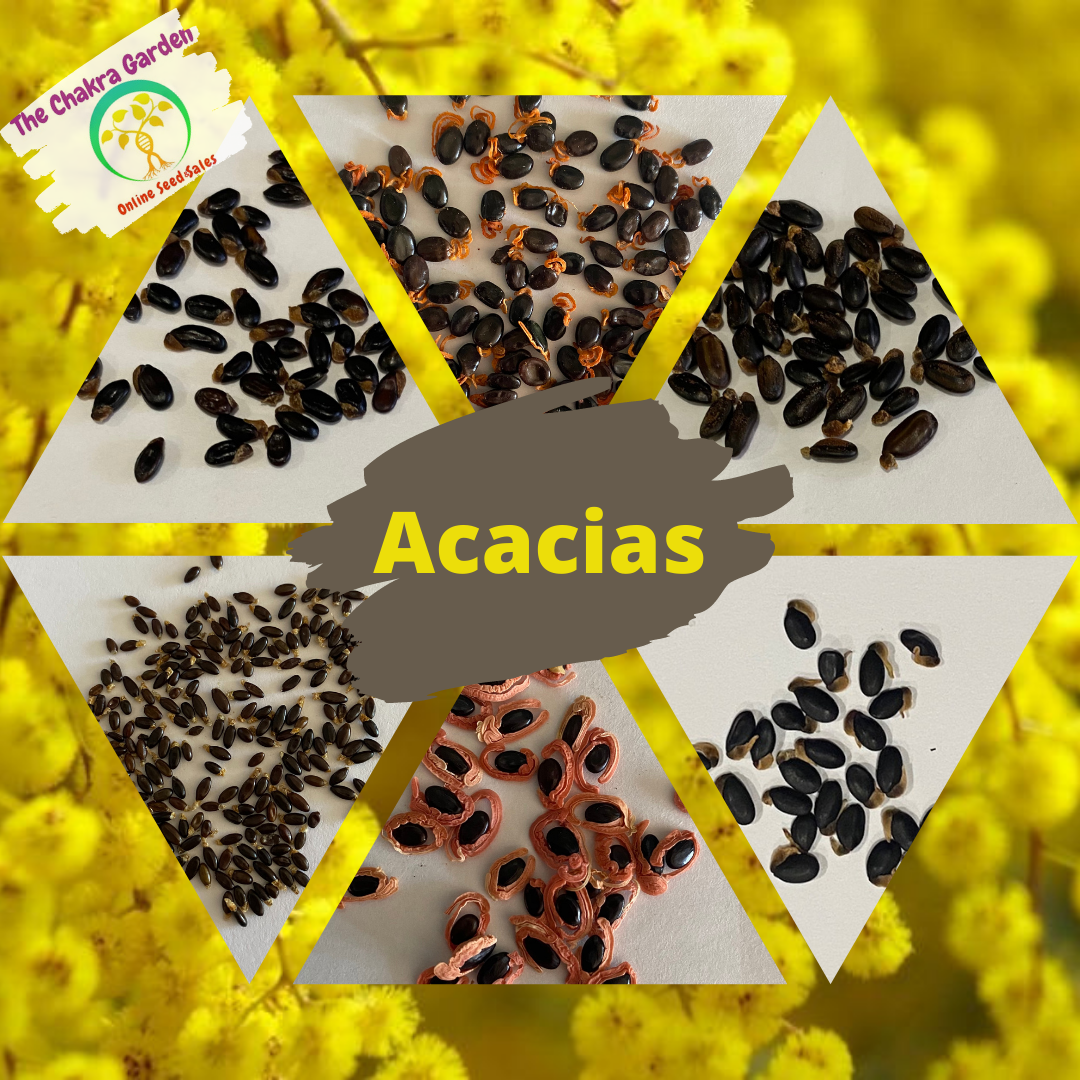 Acacias