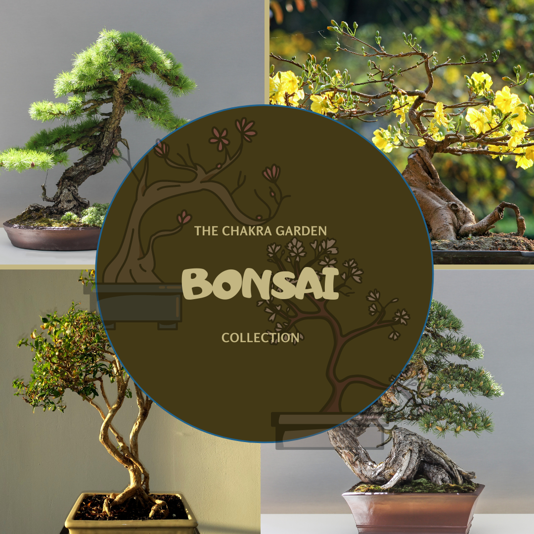 Bonsai