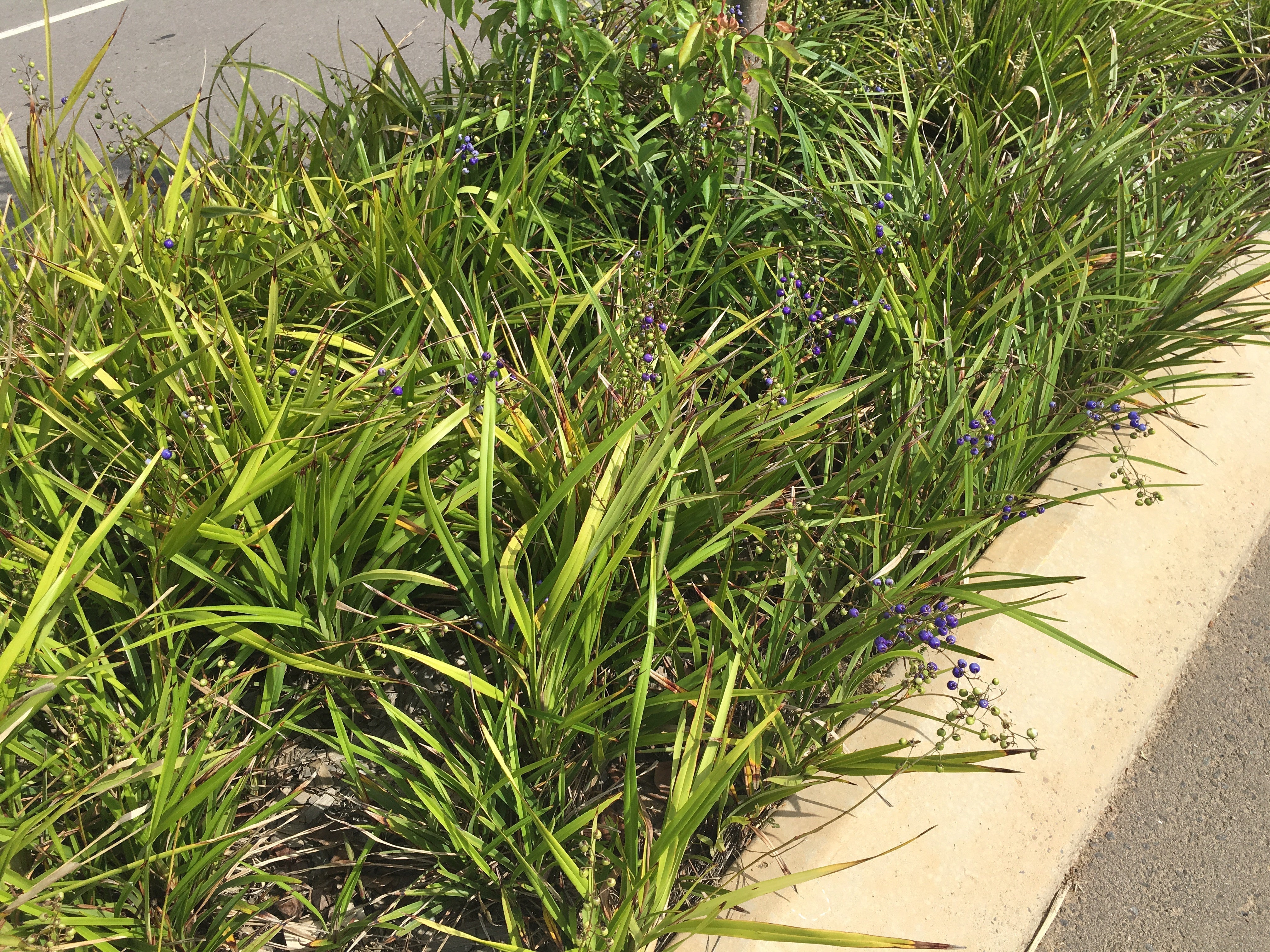 Ornamental Grass Seeds