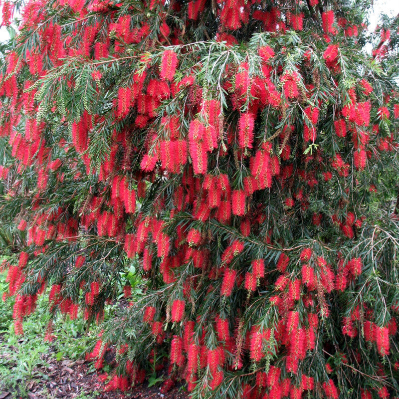 Tree Seeds