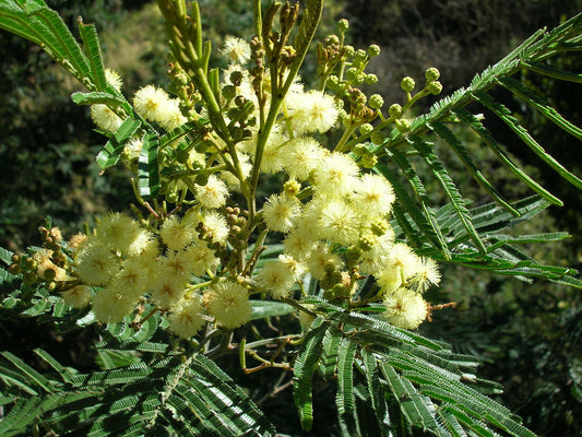 Acacia Mearnsii 'Black Wattle'-TREE-seeds