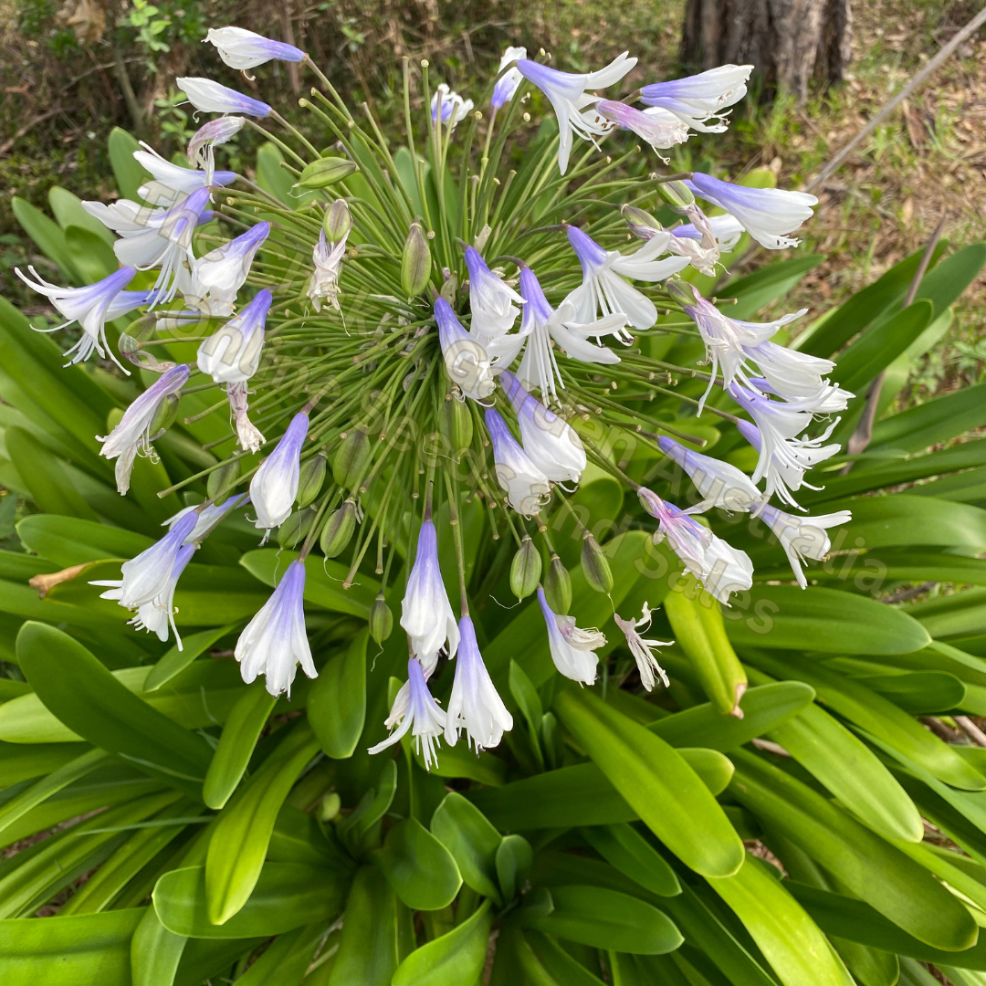 AGAPANTHUS 'Bi-coloured' (blue & white flowers) 100+ seeds