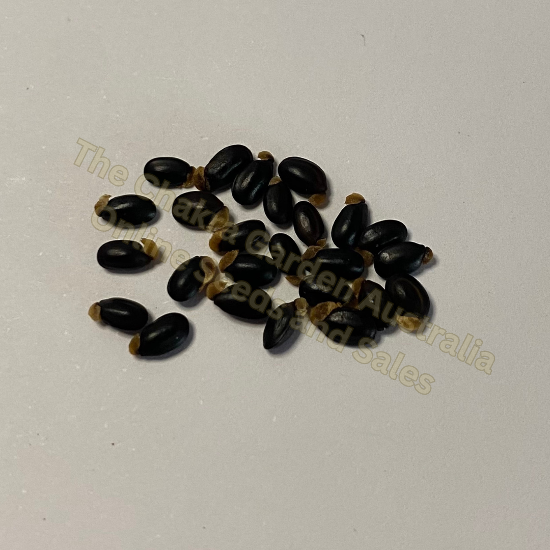 Photo of seeds: - June Parkin; Location: Sydney NSW, Australia; Date: 6OCT2023