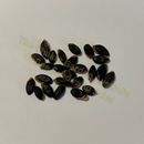 Acacia Hakeoides-'Hakea Wattle'-seeds The Chakra GardenPhoto of seeds: - June Parkin; Location: Sydney NSW, Australia; Date: 6OCT2023