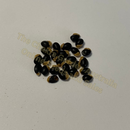 Acacia Mearnsii 'Black Wattle'-TREE-seeds The Chakra GardenPhoto of seeds: - June Parkin; Location: Sydney NSW, Australia; Date: 6OCT2023