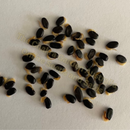 Acacia rubida-'Red-stemmed Wattle'-TREE SEEDS The Chakra GardenPhoto of seeds: - June Parkin; Location: Sydney NSW, Australia; Date: 6OCT2023