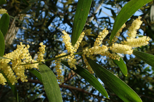 Acacia Longifolia-"Sydney Golden Wattle"-TREE seeds