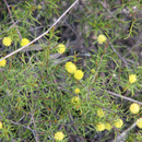 Acacia brownii "Heath Wattle-TREES-50 seeds The Chakra Garden