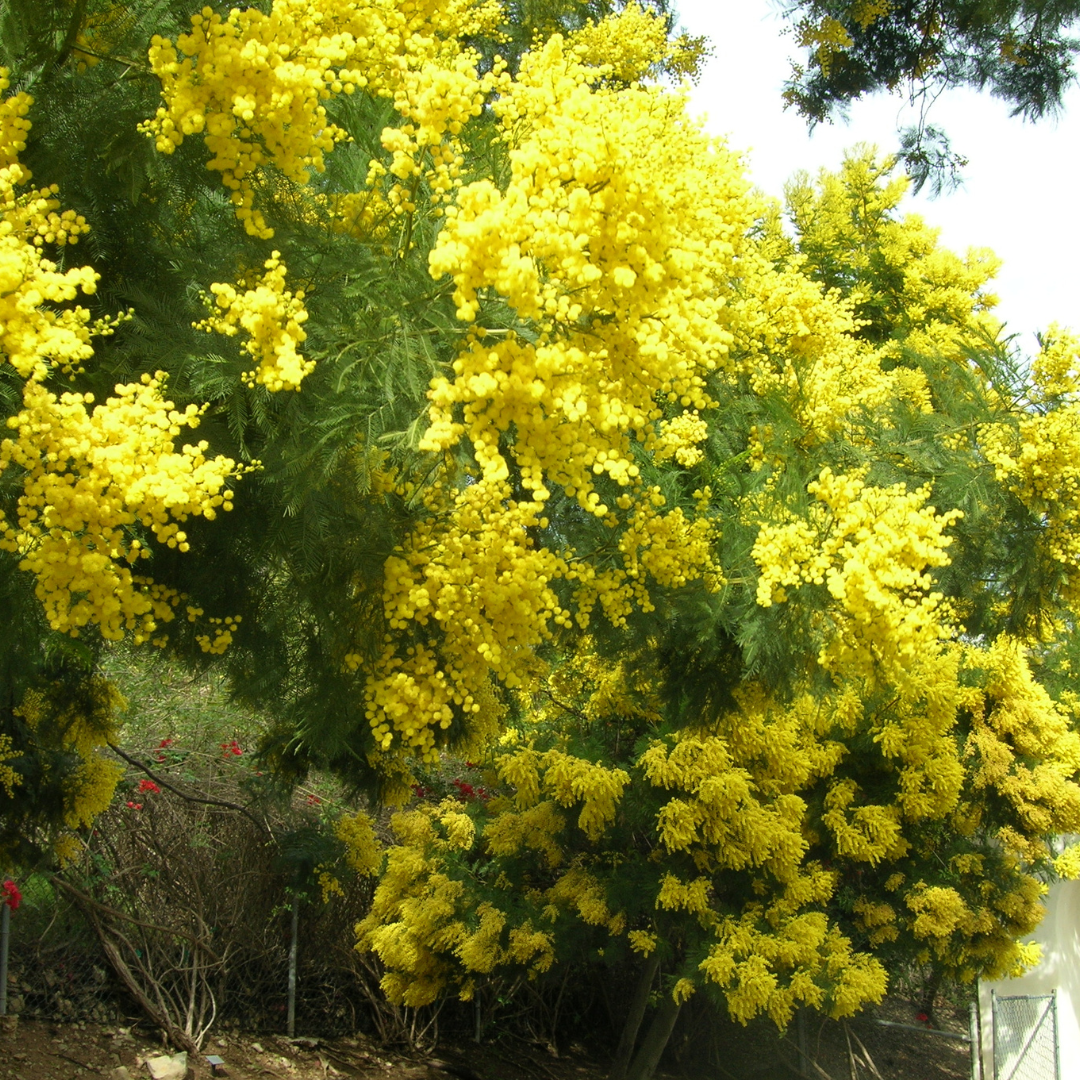 Acacia Decurrens-Black Wattle-BUSH TUCKA-seeds