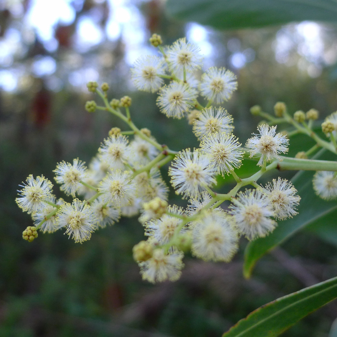 Acacia Falcata-'Sickle Wattle'-TREES-seeds The Chakra Garden