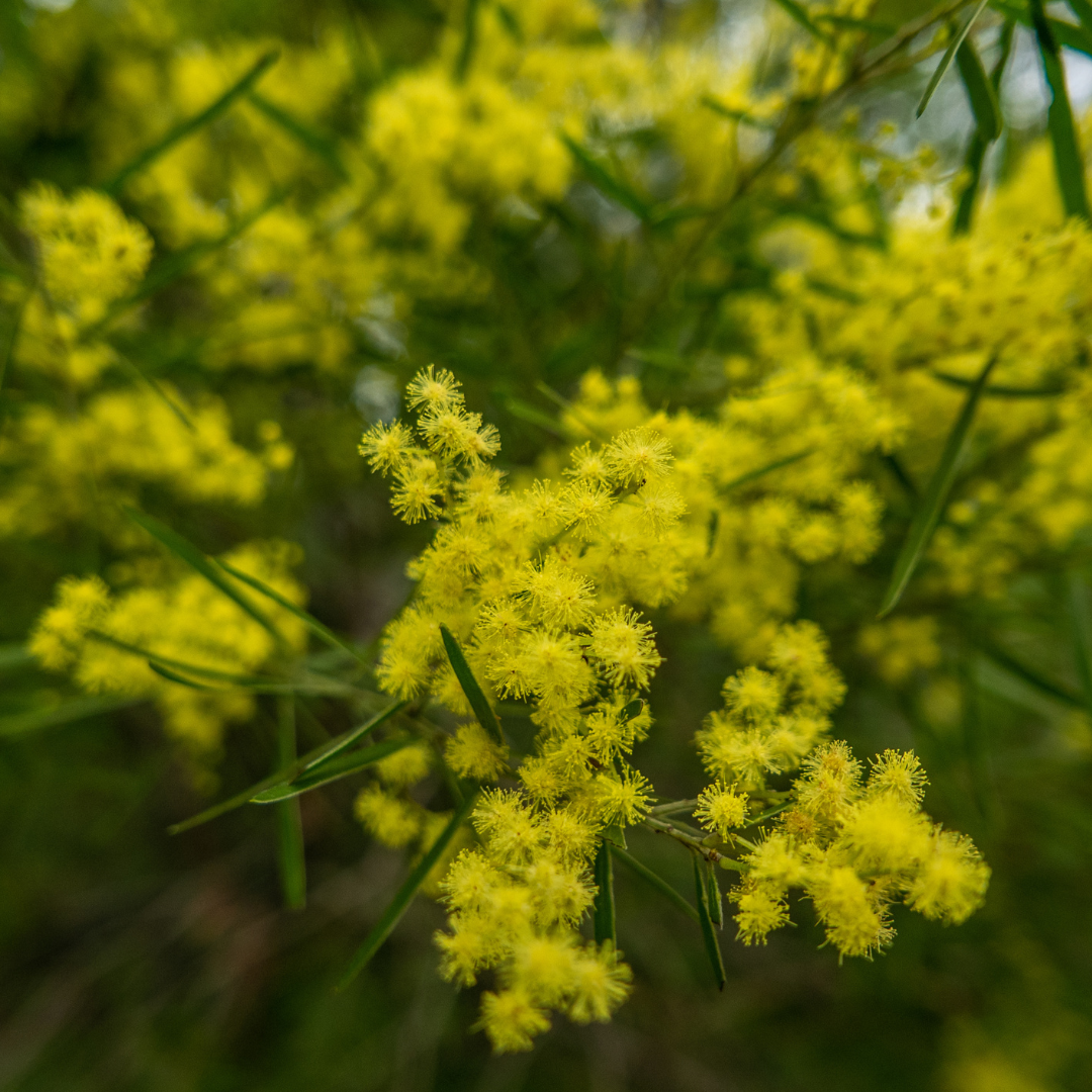 Acacia Fimbriata-'Fringed Wattle'-TREE SEEDS-seeds