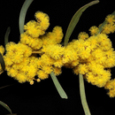 Acacia Hakeoides-'Hakea Wattle'-seeds The Chakra Garden