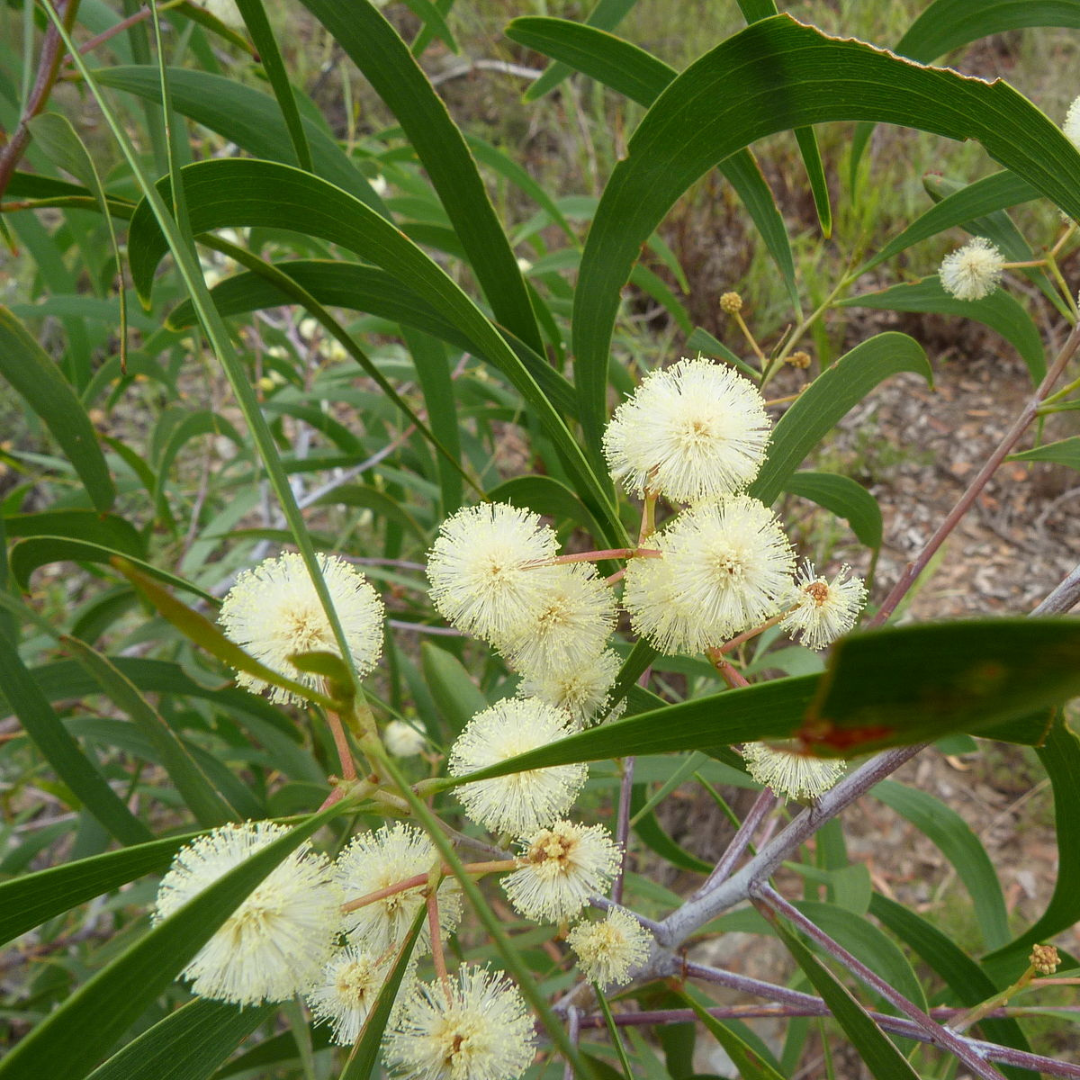 Acacia Implexa "Lightwood"...treeseeds-25-seeds