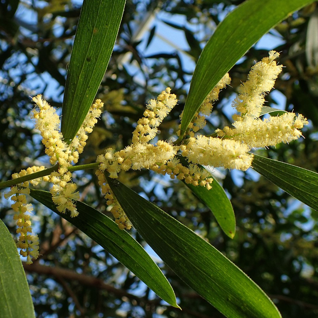 Acacia Longifolia-"Sydney Golden Wattle"-TREE seeds The Chakra Garden