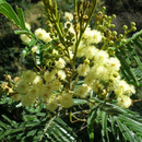 Acacia Mearnsii 'Black Wattle'-TREE-seeds The Chakra Garden