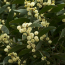 Acacia Melanoxylon "Blackwood" -Therapeutic and Herbal-Seeds The Chakra Garden