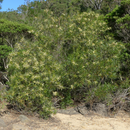 Acacia obtusifolia 'Stiff-leaf Wattle' seeds The Chakra Garden