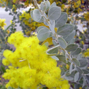 Acacia podalyriifolia “Queensland Silver Wattle”-EDIBLES-seeds The Chakra Garden