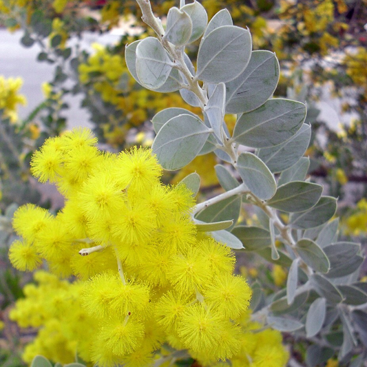 Acacia podalyriifolia “Queensland Silver Wattle”-EDIBLES-seeds