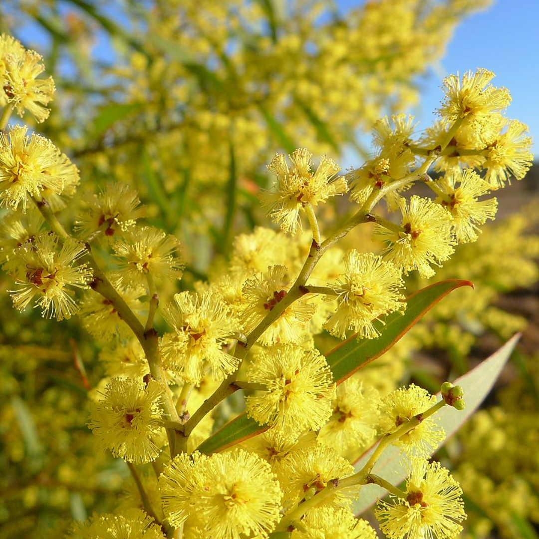 Acacia rubida-'Red-stemmed Wattle'-TREE SEEDS The Chakra Garden