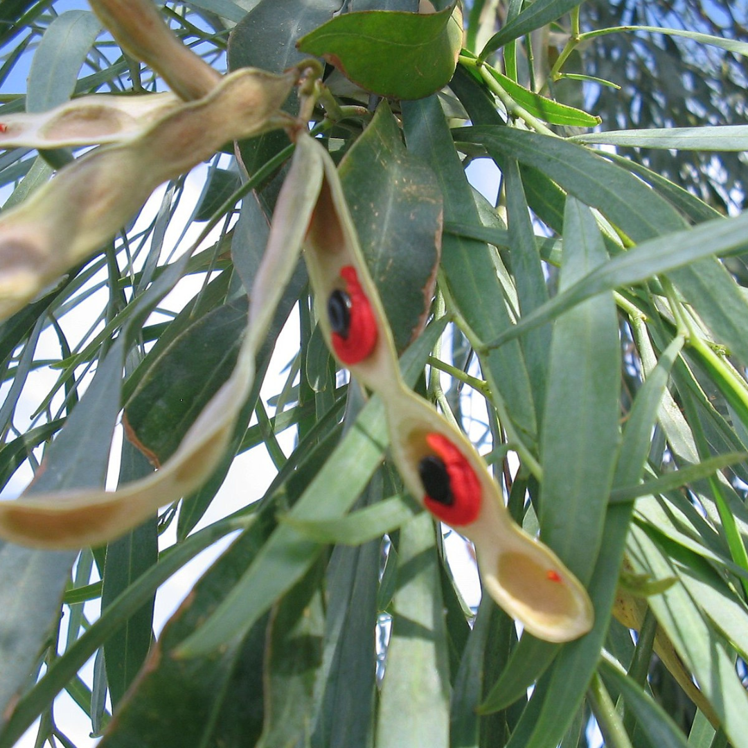 Acacia Salicina "Cooba" "Willow Wattle" -Seeds The Chakra Garden