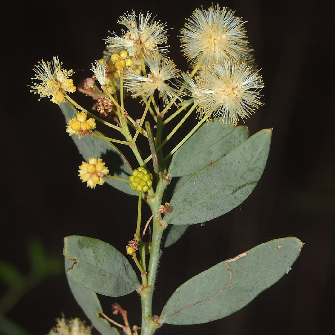 Acacia victoriae 'Gundabluey' 'Elegant Wattle'-EDIBLES-Seeds The Chakra Garden