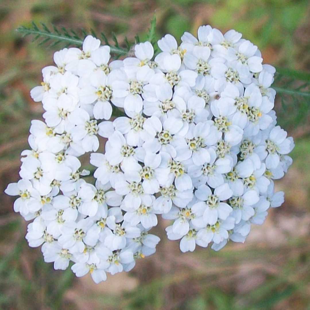 Achillea millefolium "White Yarrow" 1000+ seeds The Chakra Garden