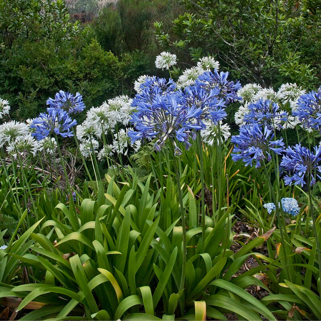 Agapanthus praecox ssp orientalis 'Mixed'-FLOWERS-seeds