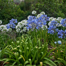 Agapanthus praecox ssp orientalis 'Mixed'-FLOWERS-seeds The Chakra Garden