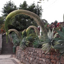 Agave Attenuata 'Foxtail Agave'-OTHER-DISCONTINUED- 25 Seeds The Chakra Garden